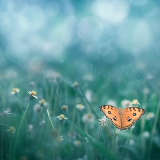 Chobi Edit Korar Background 5 ছবি এডিট করার ব্যাকগ্রাউন্ড ৫