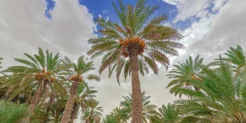 সৌদি আরবের খেজুরের বাগান