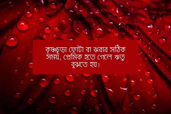 প্রকৃতি নিয়ে রোমান্টিক ক্যাপশন ছবি ২