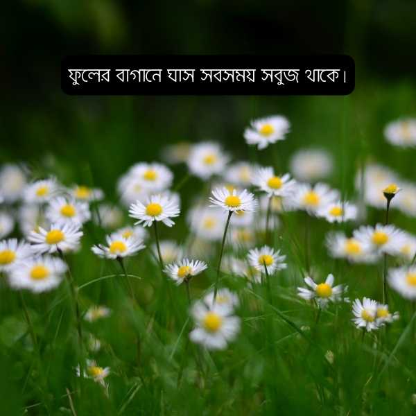 Ful Niye Caption Pic 2 ফুল নিয়ে ক্যাপশন ছবি ২